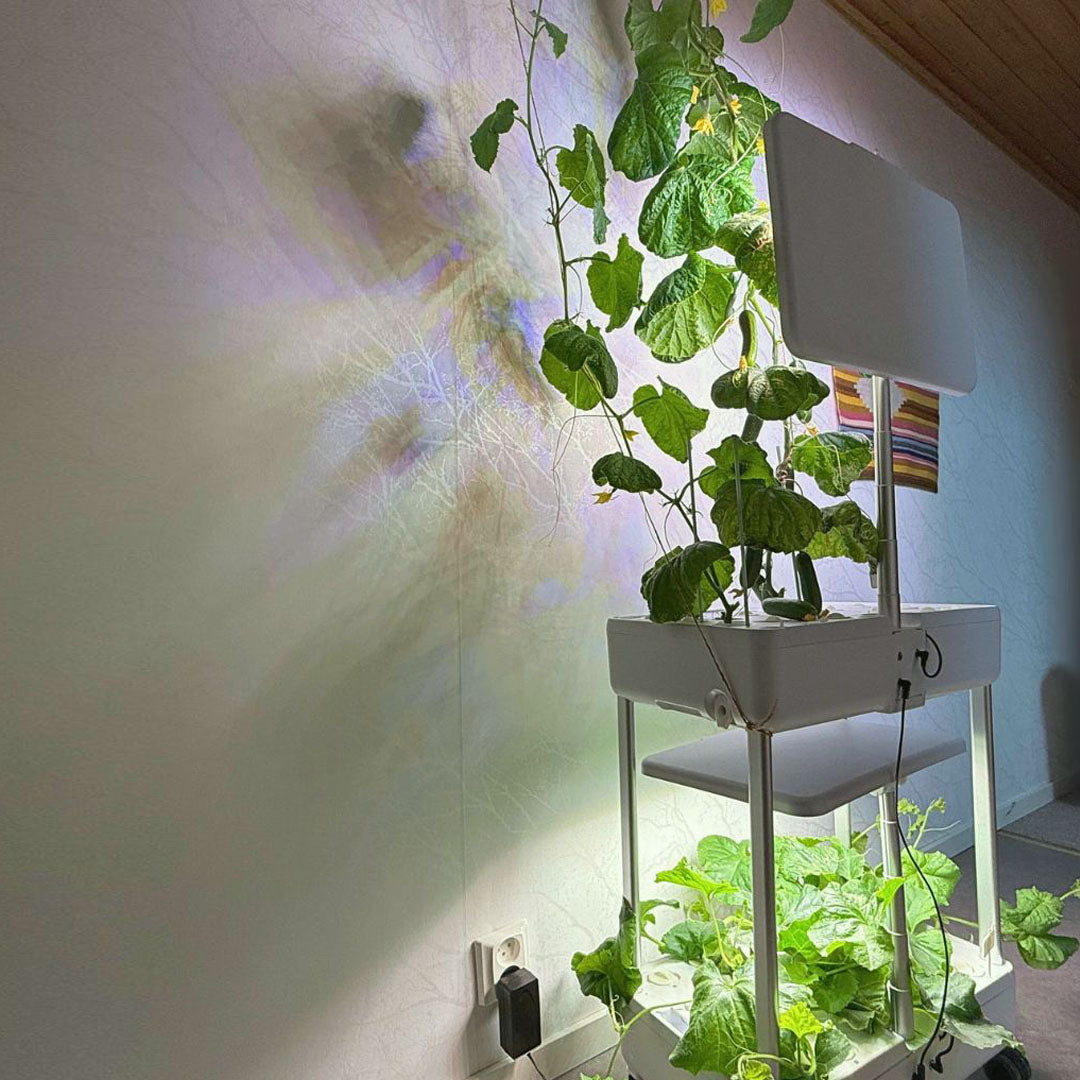 Urban Oasis HydroLush