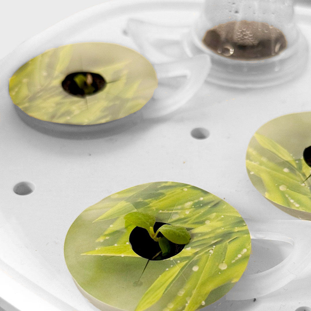 Dyrkningsstikbeskyttelse 36-pak