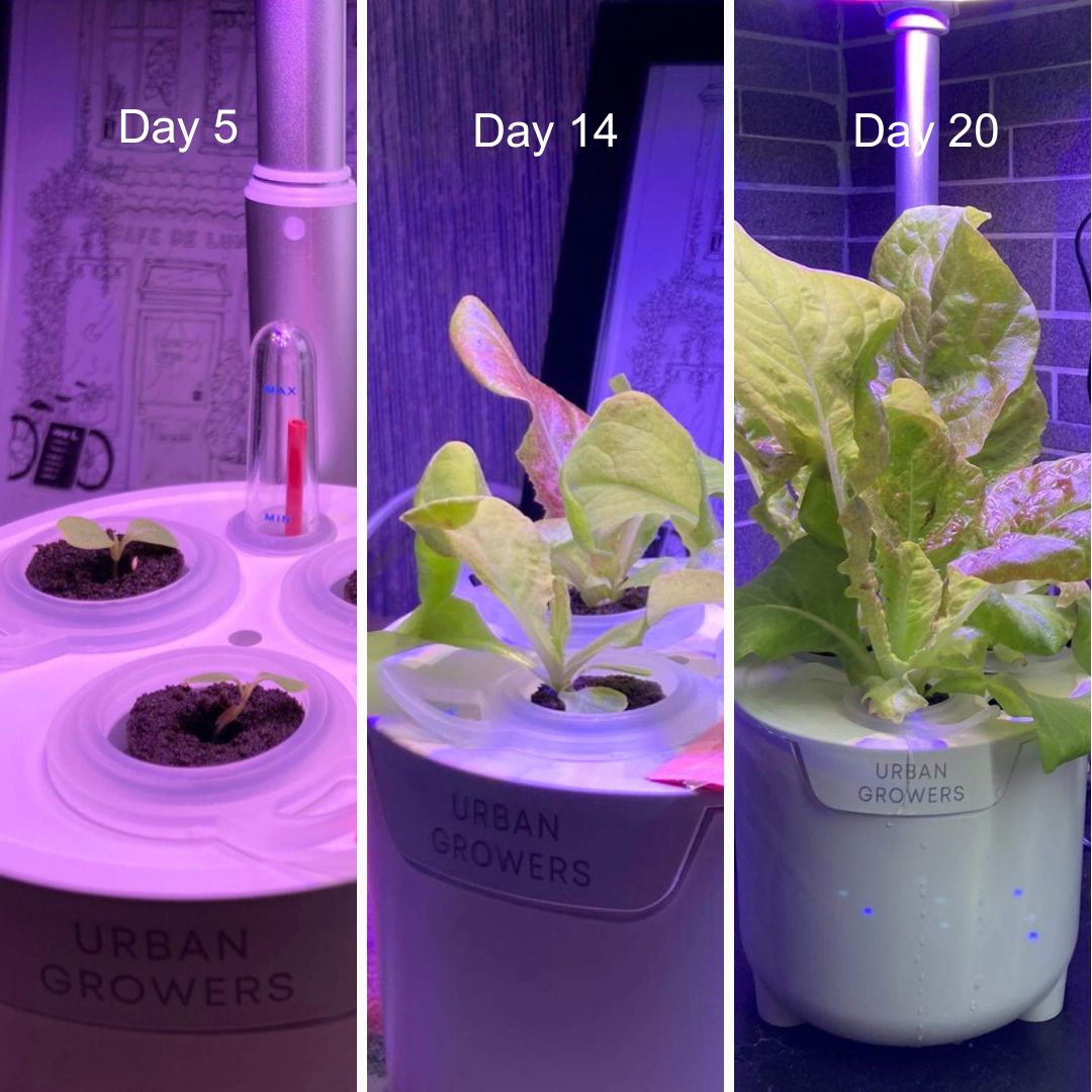 Urban Oasis Mini-Y03