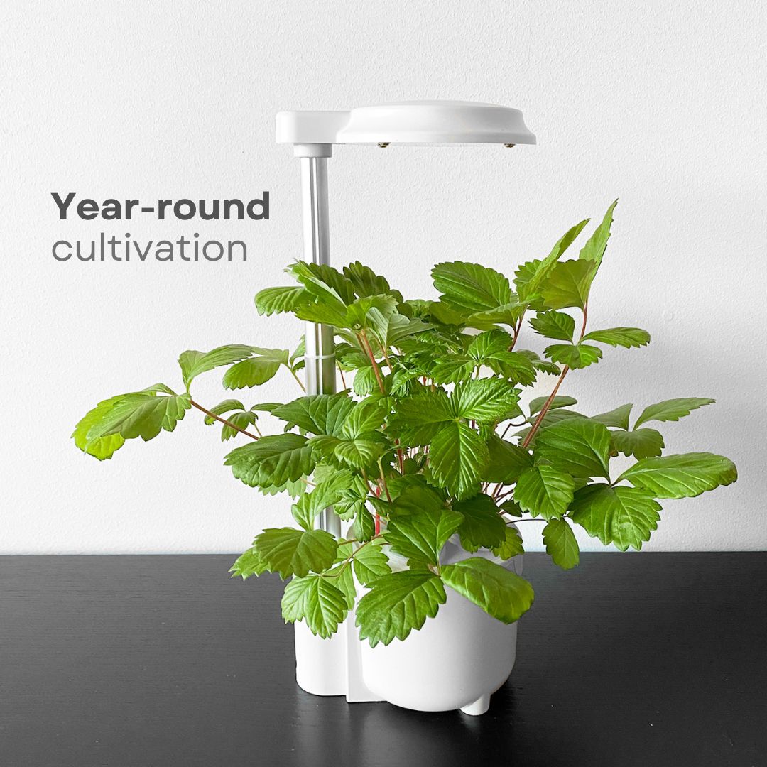 Urban Oasis Mini-Y03